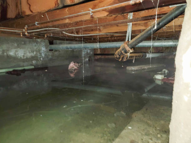 Best Flood damage cleanup  in Holloman Af, NM