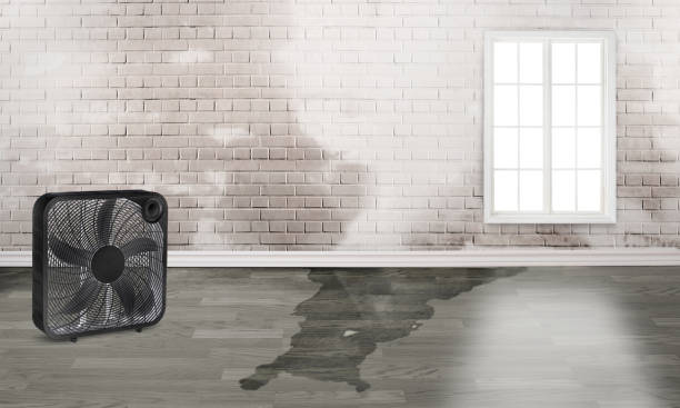 Best Water damage cleanup near me  in Holloman Af, NM